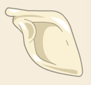 Fichier:Scapula du Comte Harebourg.webp